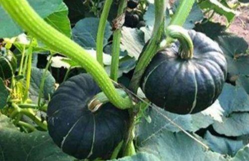 网红界的吃瓜是谁,揭秘娱乐圈幕后真相 第3张 网红界的吃瓜是谁,揭秘娱乐圈幕后真相 第3张