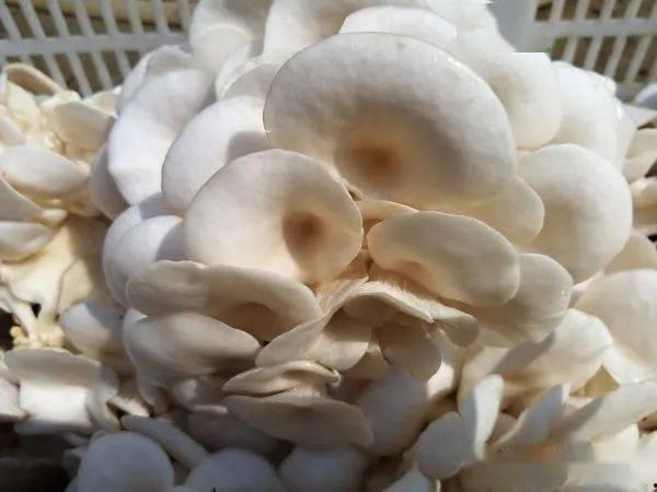 蘑菇网红吃瓜无码在线,揭秘网络红人的争议瞬间